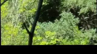 Sasquatch (Bigfoot) in the trees or just a shadow?