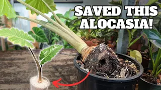 How to save a dying/rotting ALOCASIA super easy