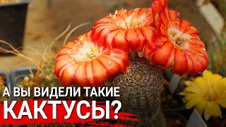 Необычные виды кактусов