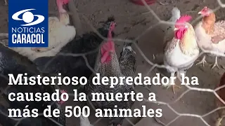 Misterioso depredador ha causado la muerte a más de 500 animales, aseguran campesinos del Cauca