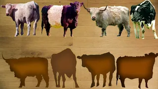 CUTE ANIMALS Scottish Cow, Bull Galloway, Holstein, Swiss 귀여운 동물 스코틀랜드 암소, Bull Galloway, 홀스타인, 스위스