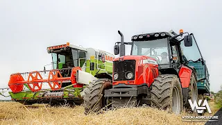 🔴Dominator w polu💚Żniwa 2022🌾Claas Dominator 88sl & Mf 5465🔥Przenica pod kosę🔴