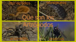 Que son los Artrópodos, insectos