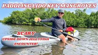 Jellyfish encounter while paddling Lido Key Mangroves