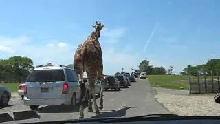 giraffe's big BUTT  LOL