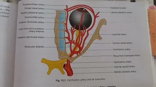 BRANCHES OF OPHTHALMIC ARTERY  || Optometry solution||