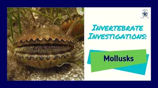 Invertebrate Investigations: Mollusks