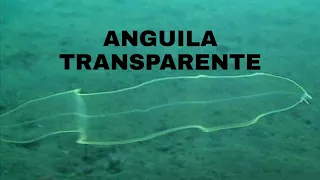 La increíble anguila transparente