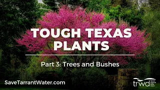 Tough Texas Plants, Part 3: Trees and Bushes