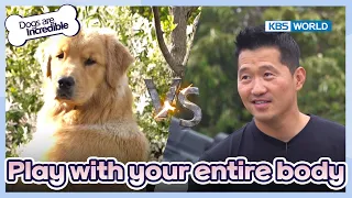 You should play with Retrievers like this!🐕 [Dogs are incredible : EP.177-4] | KBS WORLD TV 230704