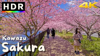 4K HDR // Цветение сакуры в Японии 2022 — Кавадзу Сакура