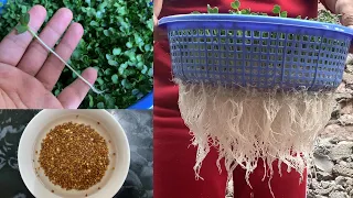 How To Grow Radish Microgreens & Sprouts In A Basket Indoors | From Seed To Harvest