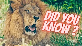 20 Fascinating Facts I Bet You Didn't Know About Lions 🦁 | The Majestic King of Savannas