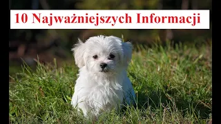 MALTAŃCZYK - 10 najważniejszych Informacji