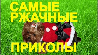 💥😜💥Я РЖАЛ ДО СЛЁЗ💥СМЕШНЫЕ ЖИВОТНЫЕ💥ПРИКОЛЫ С ЖИВОТНЫМИ💥КОТЫ💥СОБАКИ💥petsworld #24