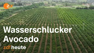 Avocado-Plantagen boomen in Portugal - und verwüsten das Ackerland | auslandsjournal