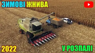 ЗБИРАННЯ КУКУРУДЗИ 2022 У РОЗПАЛІ | ЖНИВА ВРОЖАЮ РОЗПОЧАТО | КОСЕ КОМБАЙН CLAAS LEXION 480 12.01.22