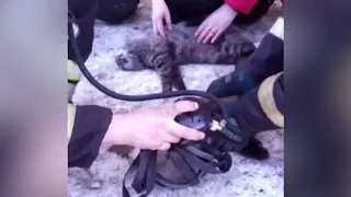 Российские пожарные вытащили котов из пожара и вернули их к жизни!
