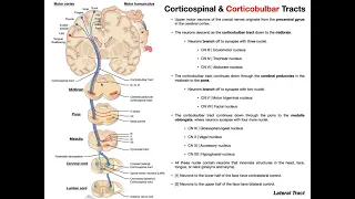 Corticobulbar Tracts EXPLAINED | Cranial Nerve Motor Function