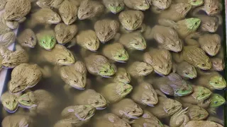 Wow! Frog Farm - How to raise frogs