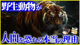 【ゆっくり解説】人間は臭くて不味い…⁉「野生動物」が人間を恐れる理由とは？を解説/ロックダウンで野生動物の行動が変わった？