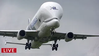 LIVE Planespotting 🔴 Airbus Belugas! Arrivals and Departures at Hawarden Airport  !vip