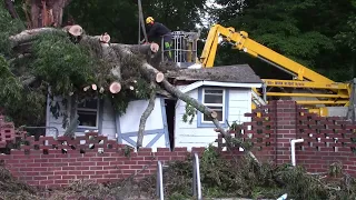 Papaw's Big Tree