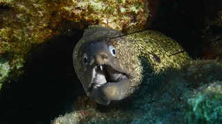 Unveiling the Secrets: 5 Interesting Facts About Moray Eels