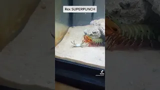 Rex SUPERPUNCH! #saltwaterfishtank #mantisshrimp #tiktok #aquarium #rexthemantis