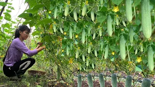 Little Garden 10 | Cucumber: growing harvesting preserving for long-term using