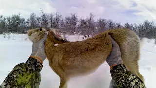 Всё таки мы его нашли, Охота на РЫЖЕГО зайца