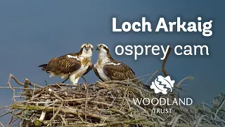 Male osprey prepares nest for first egg | Loch Arkaig Osprey Cam (2020)