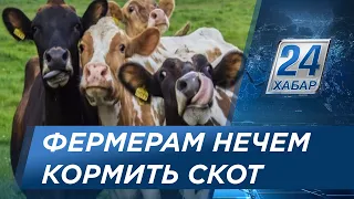 Фермеры в Шымкенте начали распродавать скот