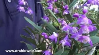 OrchidWeb - Dendrobium kingianum (purple)