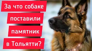 За что собаке поставили памятник в Тольятти?