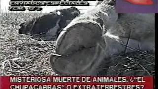 MISTERIOSA MUERTE DE ANIMALES