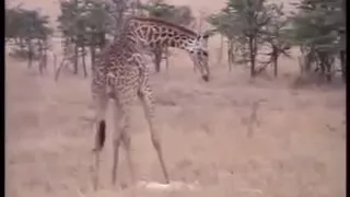 Giraffe kills lion. Giraffe attacks lion pride and kicks one of them to death | AnimalTV