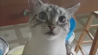 Funny Cats Compilation 2016 Of Funny Videos - Smile - 5 minutes