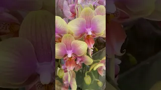 💙💛Райська краса💚СВІЖА поставка ОРХІДЕЙ👍Beautyful orchid💚Епіцентр на Петра Григоренка,40 #kyiv