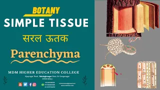 Simple Tissue (सरल ऊतक) - Parenchyma || B.Sc. - Part -  2 || By - Sanjeev Sir