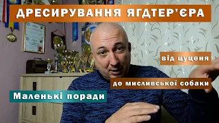 Дресирування ягдтер'єра | Маленькі поради