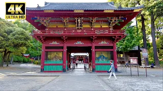 【4K】根津神社 | 文京区の名所めぐり I Nezu Shrine  | Tokyo Japan 2022 | DJI Pocket 2