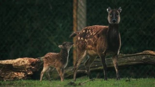 Move over Bambi! Endangered Philippine spotted deer born