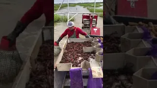 crawfish farming