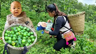 Early season weather - 23 year old single mother - Harvesting Lemons goes to the market sell