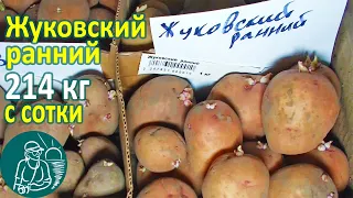 Жуковский ранний в жарком климате от посадки до урожая 🥔 Выращивание картофеля 🌿 Опыт Гордеевых