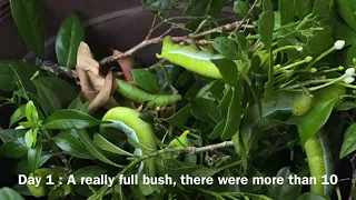 me taking care of oleander hawk-moth caterpillars (daphnis nerii)