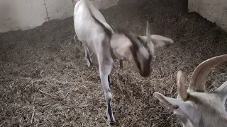 Покрытие козы