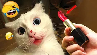 Funniest Cats And Dogs Videos😁- Best Funny Animal Videos 2024😁#1