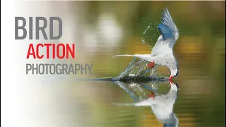 A RELAXING DAY OF BIRD ACTION PHOTOGRAPHY | How to get the shot